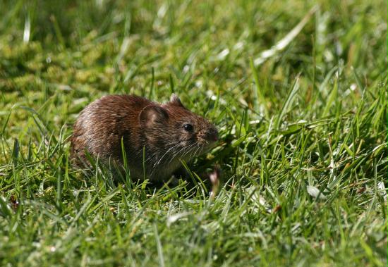 Bank Vole <i>Clethrionomys glareolus</i>